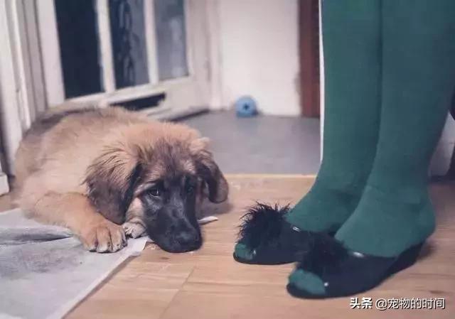 狗狗为什么放出笼子就乱拉乱尿,狗狗乱尿怎么办