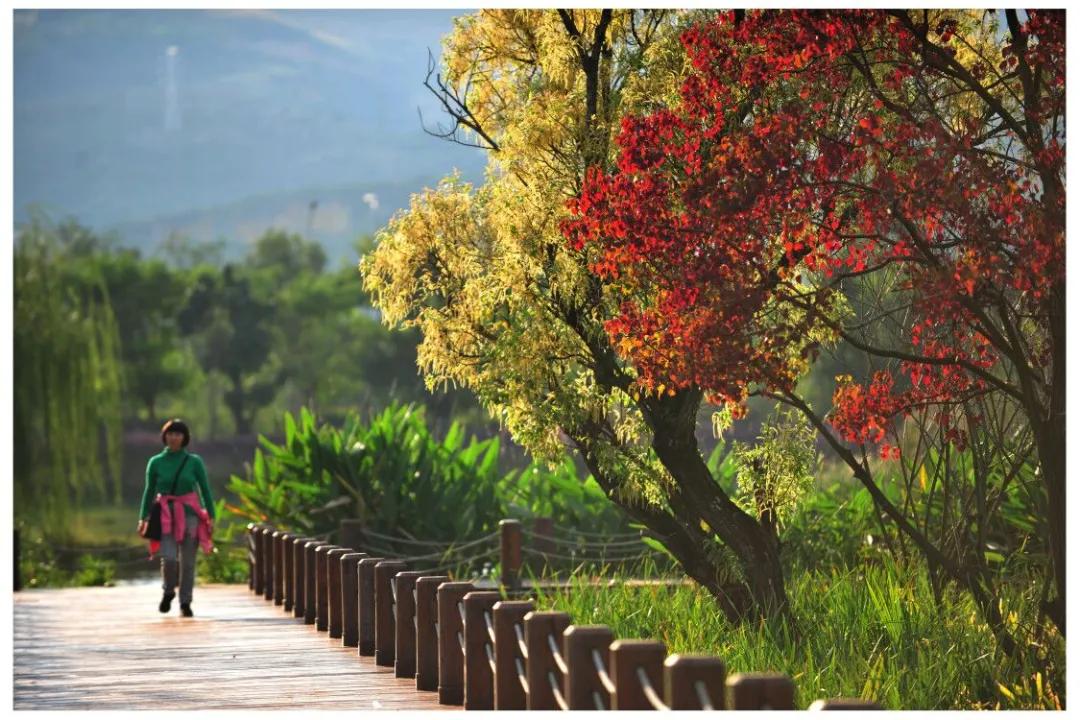 开远凤凰生态公园,开远市凤凰生态公园面积多少