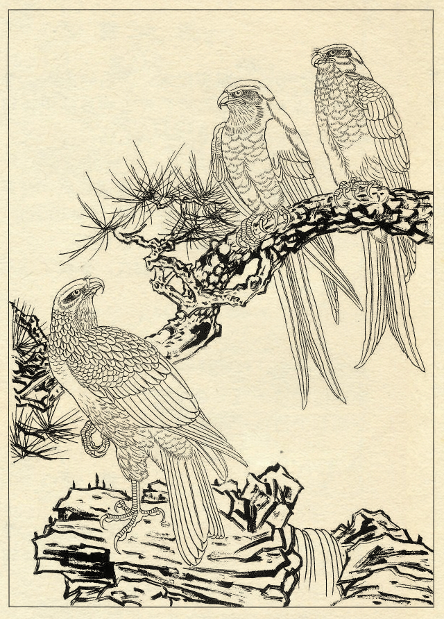 白描鹰技法基础入门,工笔画素材白描鹰图漂亮