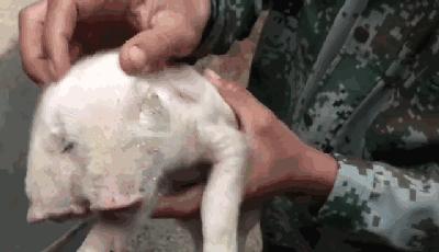 人类的第三只眼有神力吗,人类的第三只眼有什么