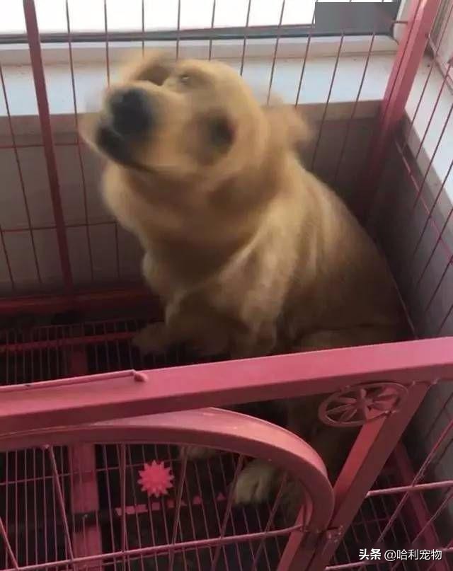 金毛越打越不听话怎么办,金毛不听话该不该打