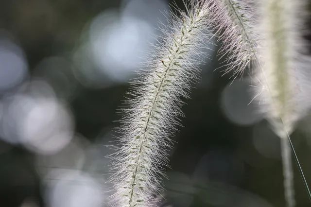 佳能rf100-500mm镜头拍鸟,佳能长焦相机100倍