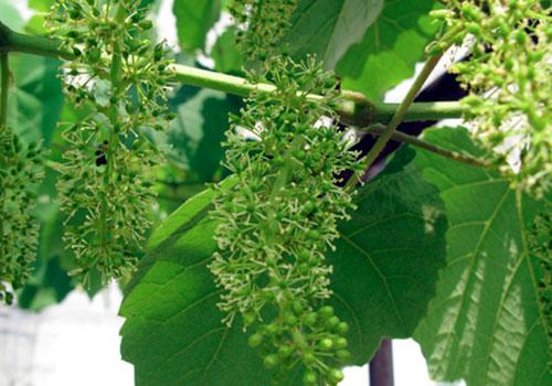 葡萄落花落果严重有好办法吗,怎样防治葡萄落花落果