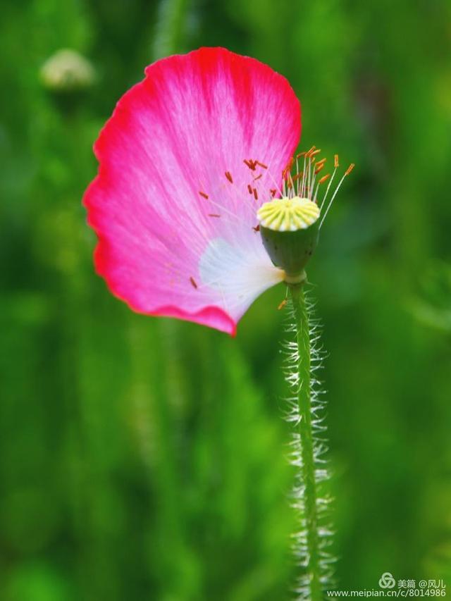 大美新蔡生态水城,大美新蔡等你来