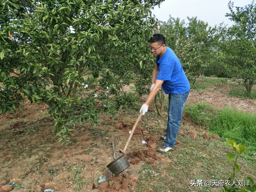 怎么把桔子树种在桶里,桔子树种植全过程