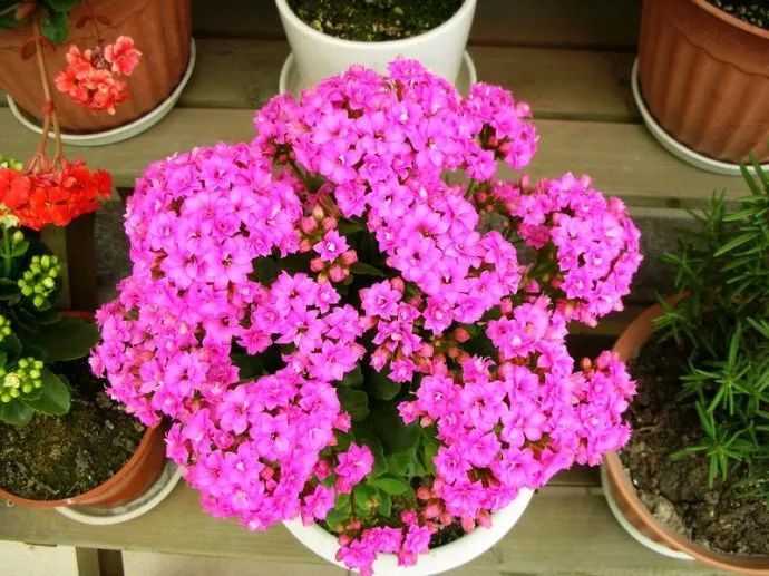 100种常见观叶植物图鉴史上最全,农村常见的100种植物