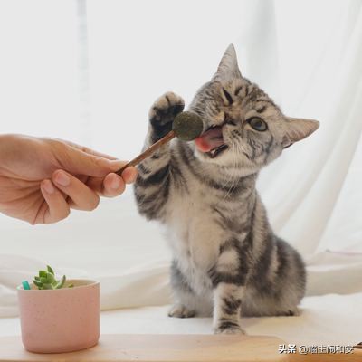 猫咪自发性膀胱炎如何预防,猫咪为什么会有自发性膀胱炎