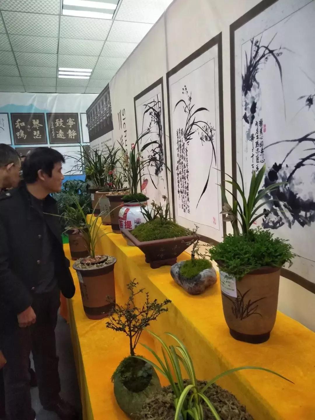 兰花市场情况,国兰兰花基地