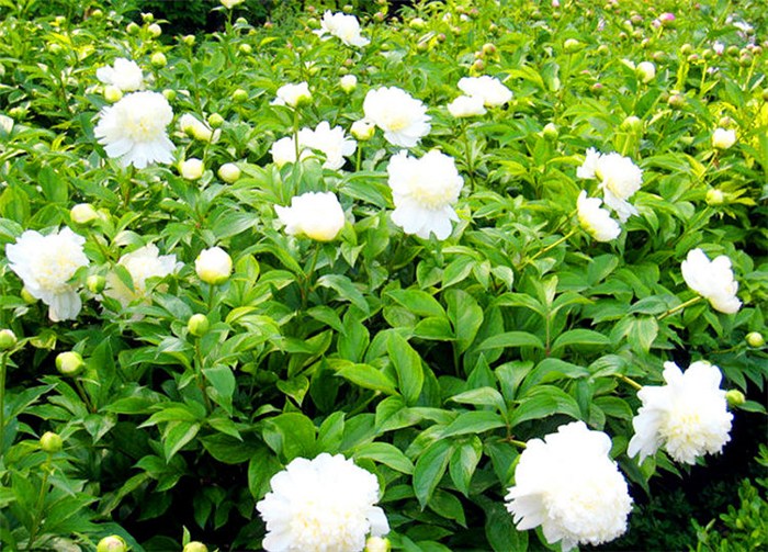 雷公藤和白芍哪个治类风湿效果好,治类风湿白芍总苷雷公藤哪个好用