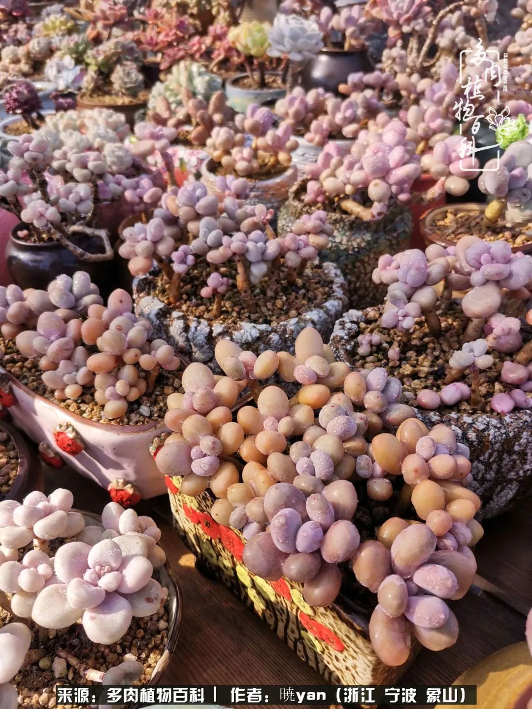 多肉初级入坑者,入坑多肉