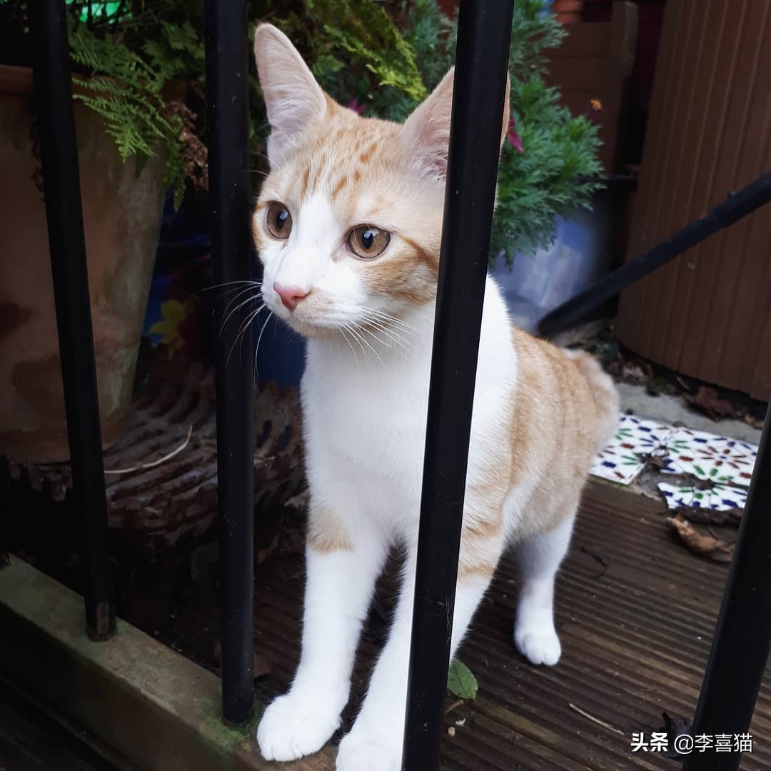 猫咪不出门有没有危害,猫咪不出门感染弓形虫几率大吗