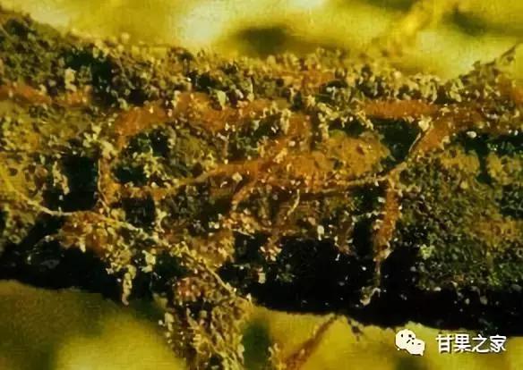 自家果园树移栽合法吗,果园果树混栽