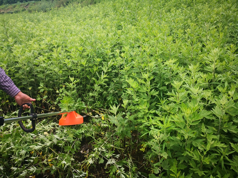 大凉山高原艾草,艾草产业发展存在的问题