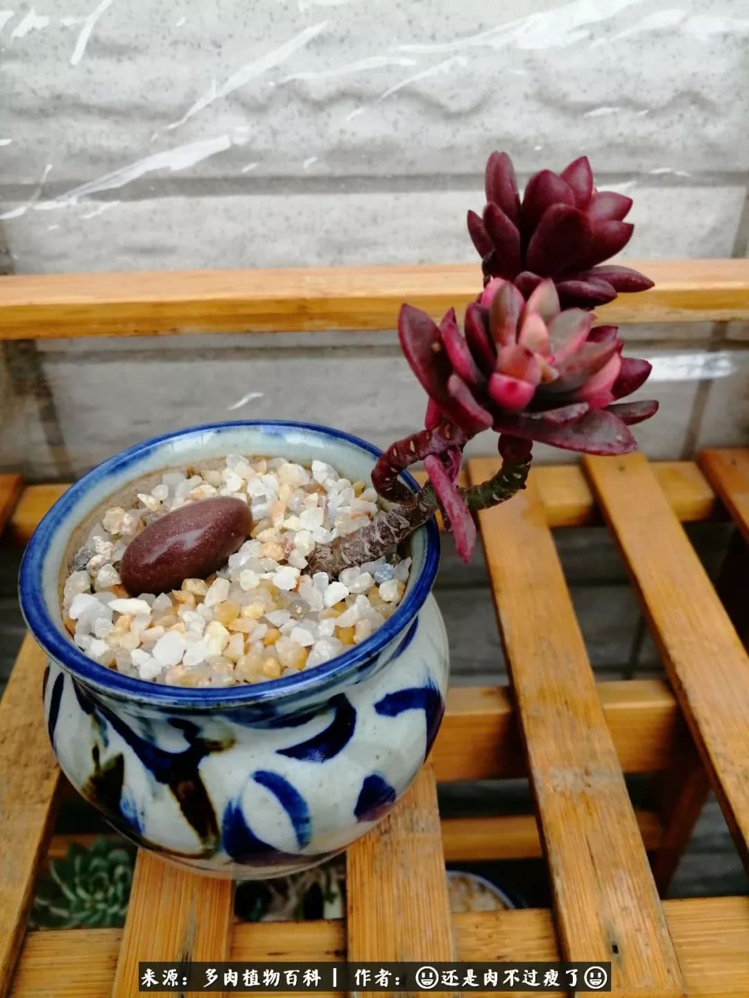 日照弘一法师,日照法师请师父