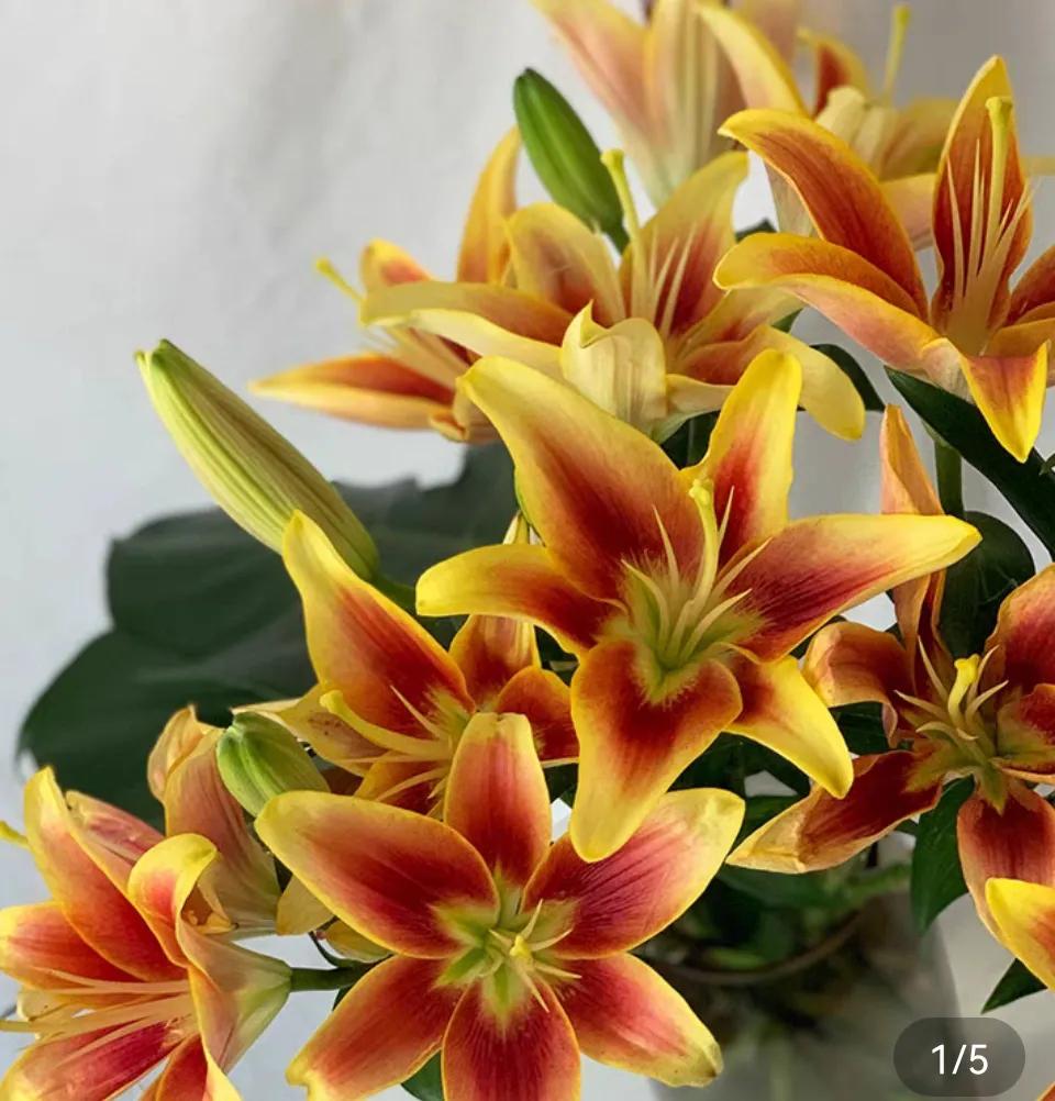 百合象征的品质精神,橙色百合的花语是什么