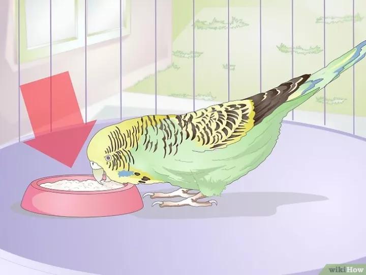 外国虎皮鹦鹉喂养视频,两个月的虎皮鹦鹉喂养