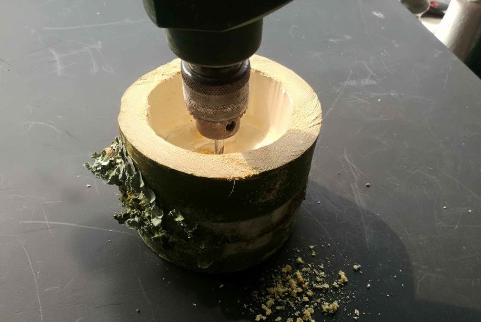 竹筒种文竹,竹筒文竹