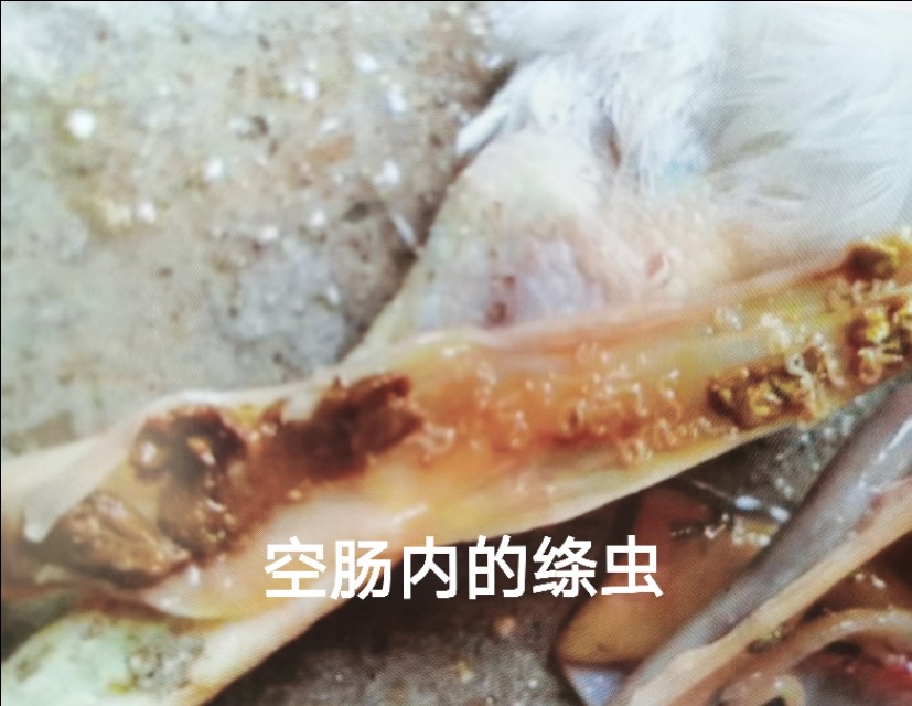 鸡常见的体外寄生虫病有哪些,鸡寄生虫病防治方案