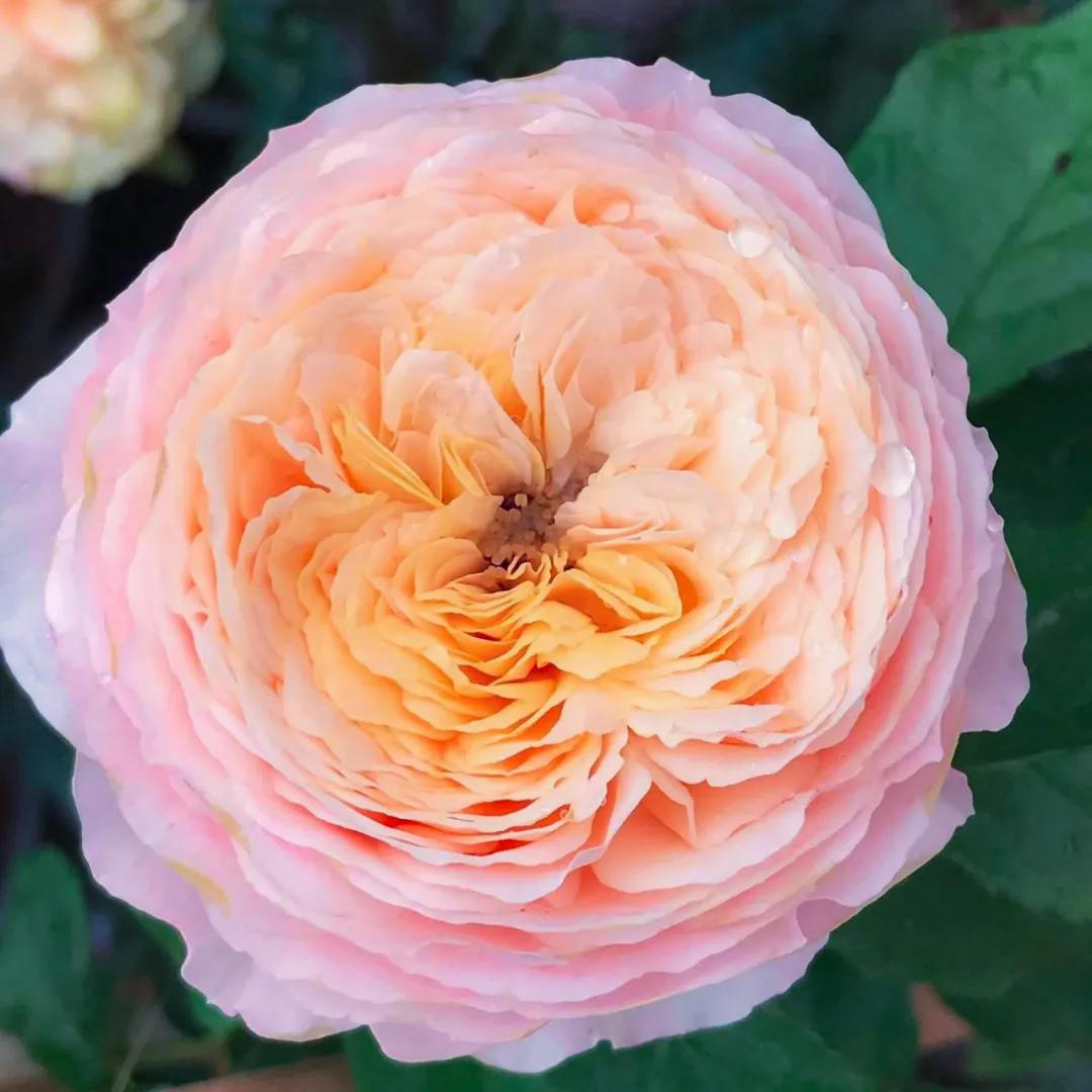 这43个来自世界各地的新品种，快来看看有没有你的菜