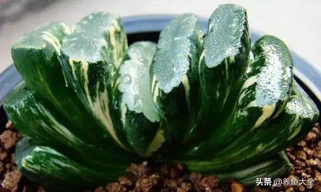 世界名贵花图片大全集,世界上最漂亮名贵的花卉