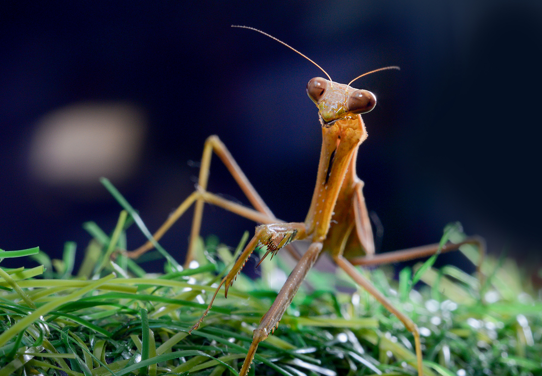 尼康2021年新相机,尼康2021年新相机及镜头展望