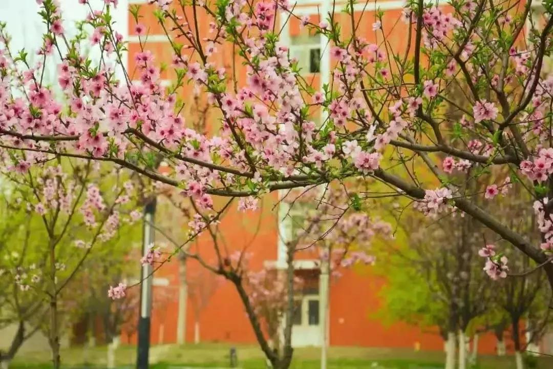 北京科技大学天津学院原独立学院,北京科技大学天津学院独立学院