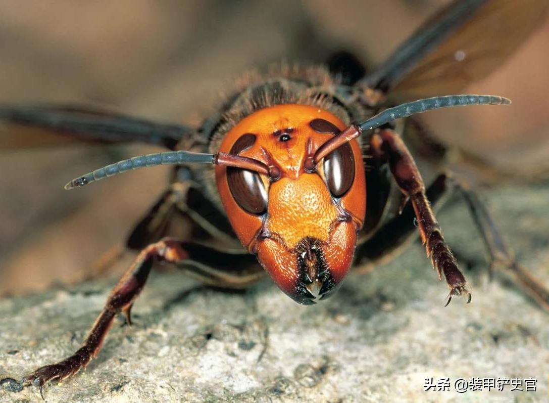 小野田野外生存30年，如何应对蚊蚁虫蛇等热带毒物