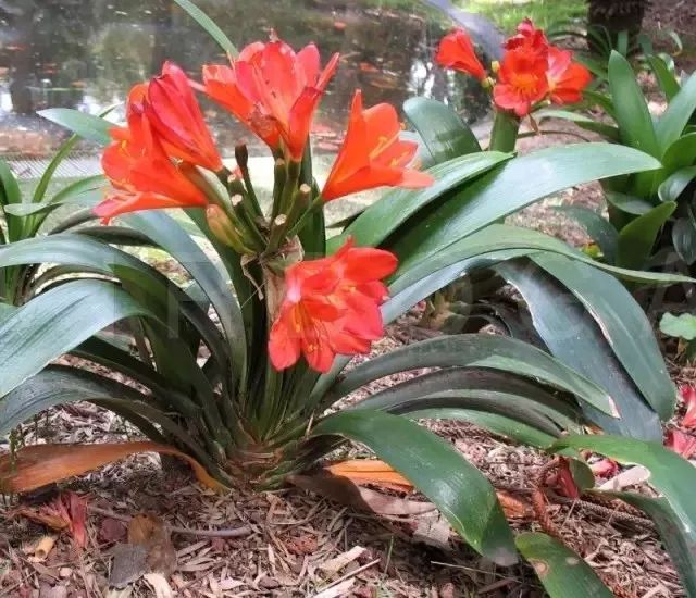 君子兰花苞到开花要多长时间,君子兰开花不出花苞是什么原因