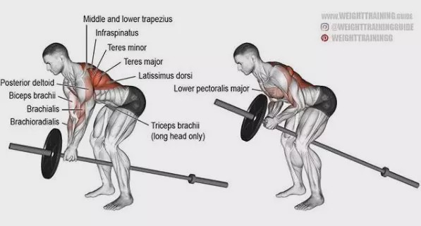 胸肩背臂腿腹训练动作,腰臀肌肉训练方法