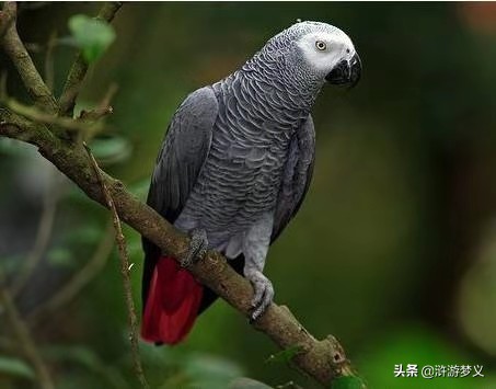 那些说不出名字的鸟,常见的纯黑色羽毛的鸟有哪些