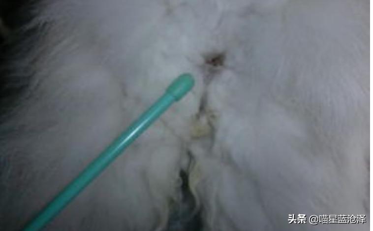 猫咪拉便便总弄到毛上怎么办,猫咪为什么突然到处乱拉便便