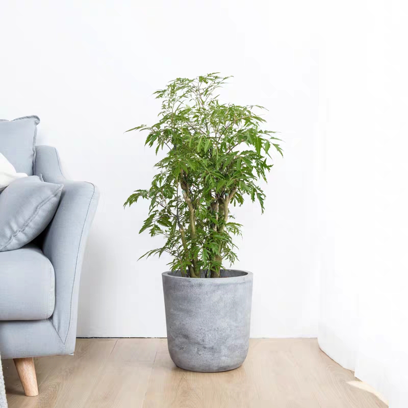 18种好养、好看、寓意超好的新家盆栽，总有一款你喜欢