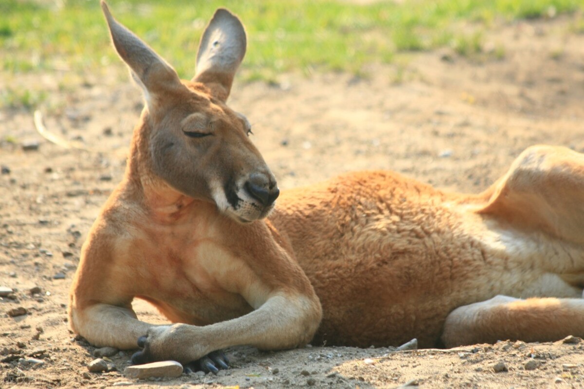 澳大利亚袋鼠真的很多吗,澳大利亚袋鼠出口袋鼠肉