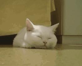 脑子一热养猫后悔怎么办,养猫后悔的原因有哪些