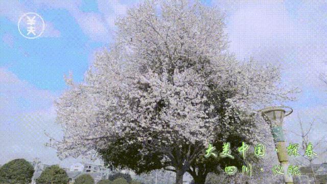 仪陇春天美景,仪陇县夜景震撼上央视