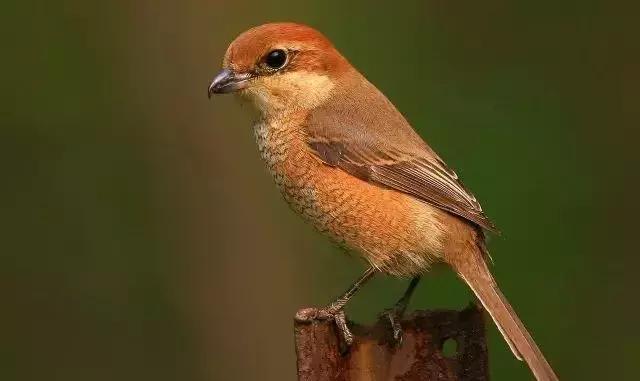 伯劳鸟饲养,没睁眼的伯劳怎样饲养