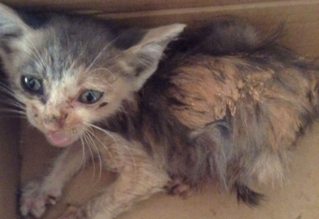 5个猫咪喂养技巧对猫咪有大益处,铲屎官教你科学养猫图片