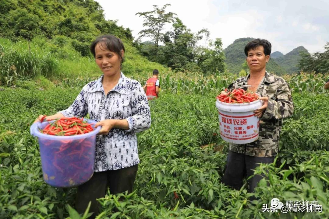 乡镇辣椒丰收信息,火红的辣椒映出红红火火的日子