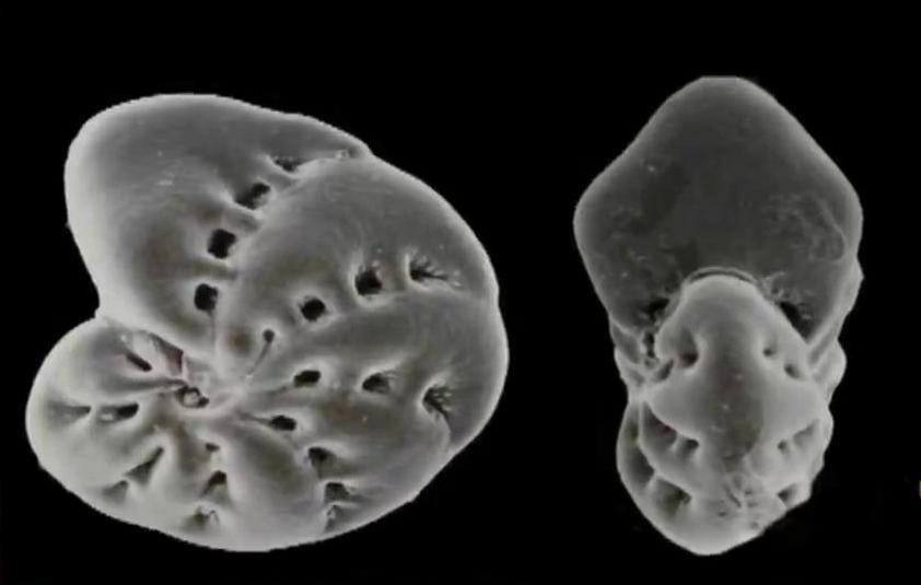 显微镜下的海洋生物,显微镜下的海洋