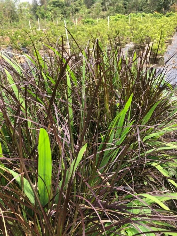 花园庭院设计花卉园艺,花园搭配的草类植物