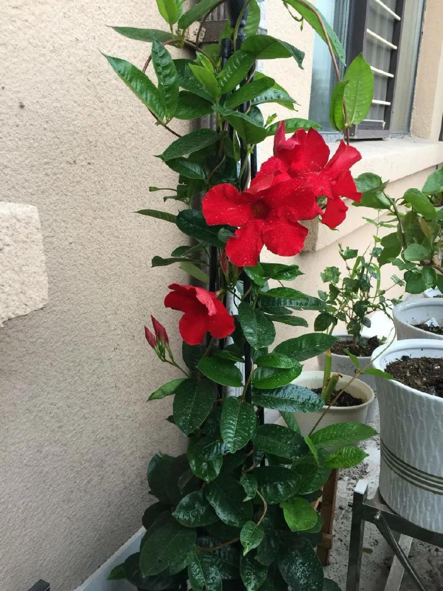 三种最旺家的阳台爬藤花,家里种什么爬藤花好看