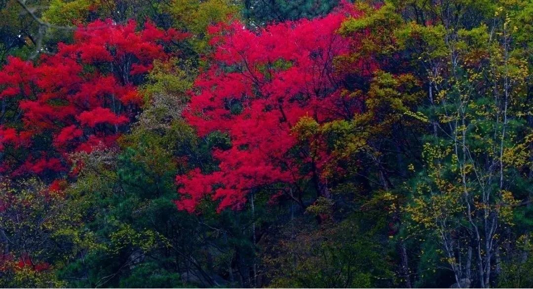 每日景点,河南小众旅游尧山