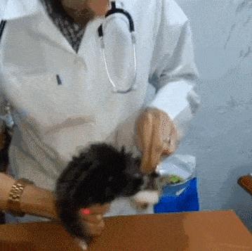 拜奥高犬猫三联抗体检测怎么看,猫咪打完猫三联后要检测抗体吗