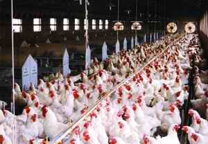 鸡冠白色啥病怎么治,鸡黑冠病最佳治疗方法