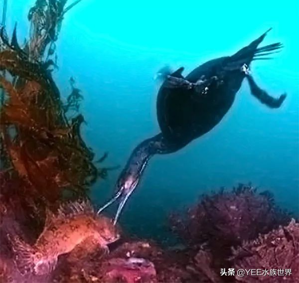 鱼鹰老人:可不可以,不要忘了我们