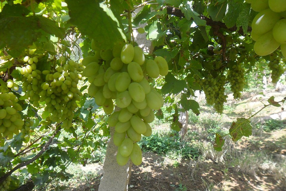 昌黎葡萄沟农家院电话,昌黎县葡萄岛农家院住宿