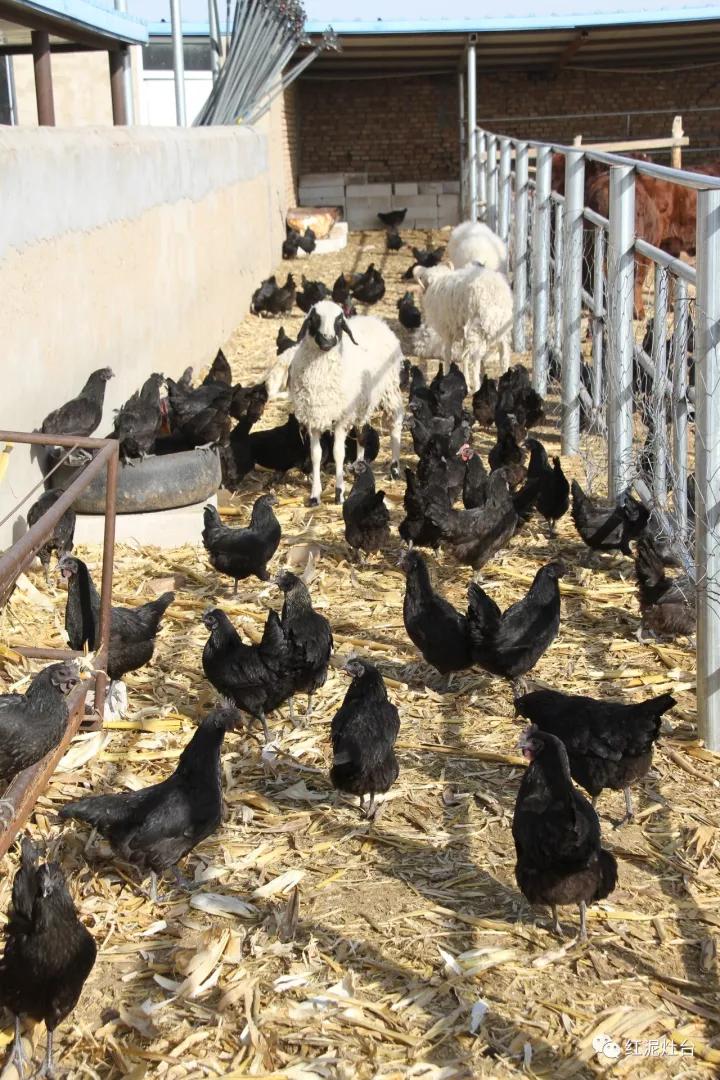 东达山杀猪烩菜几号开始,内蒙杀猪烩菜配什么凉菜