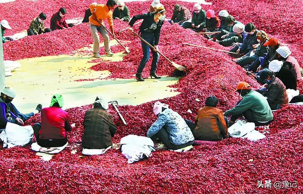 除了冬枣还有什么枣又大又圆,除了红枣枸杞茶还有什么茶