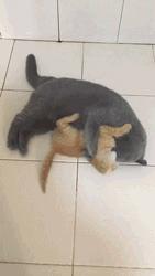 你可能不知道自己有多幸福,有猫陪伴的日子可真幸福