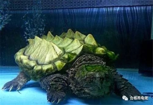 每周一龟｜美洲暴君：真鳄龟